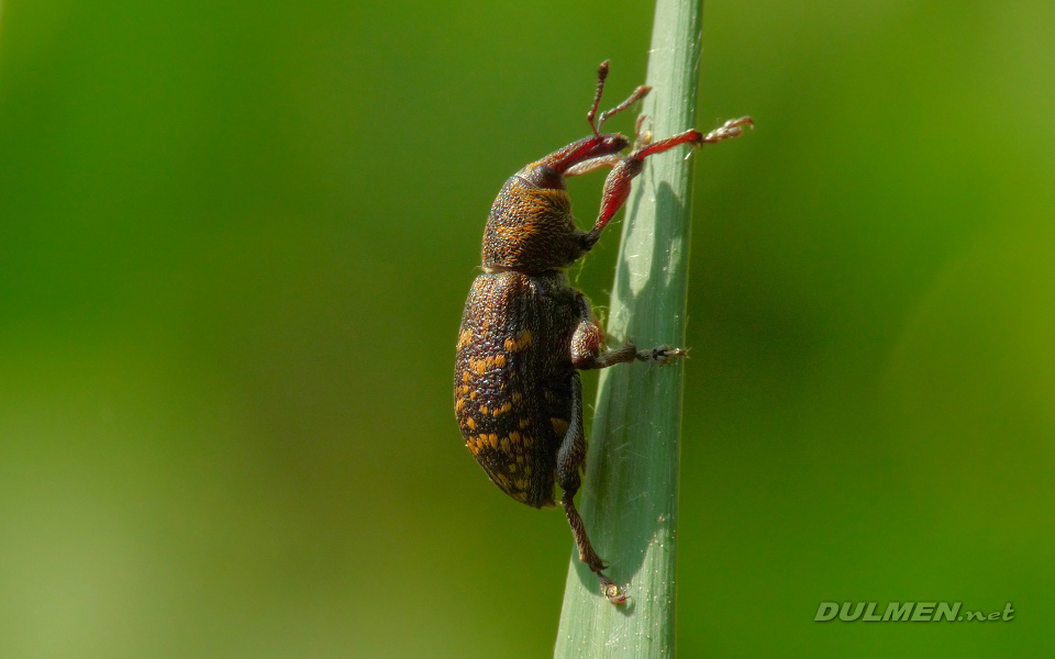 Pine Weevil (Hylobius abietus)